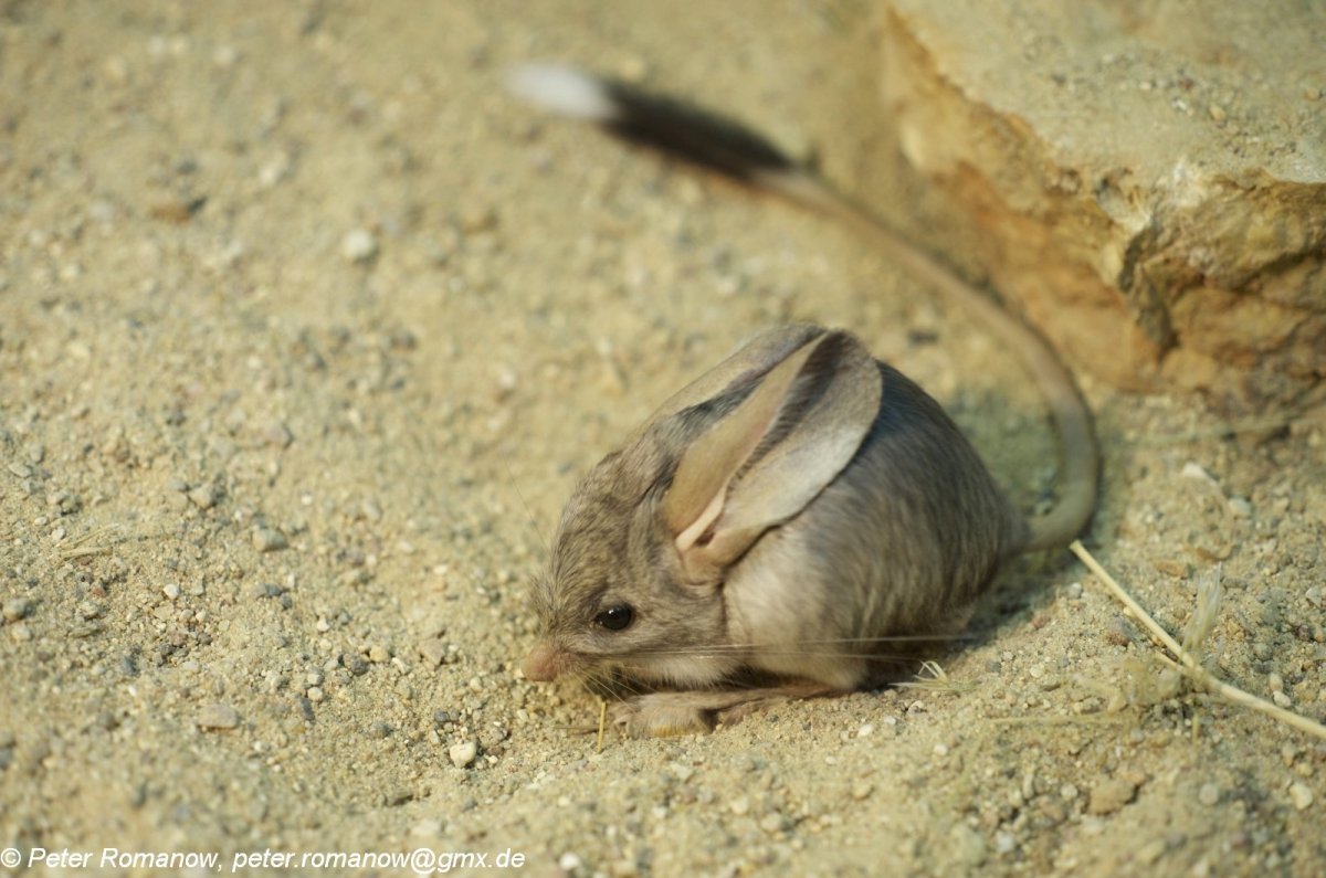 Большой тушканчик в норе