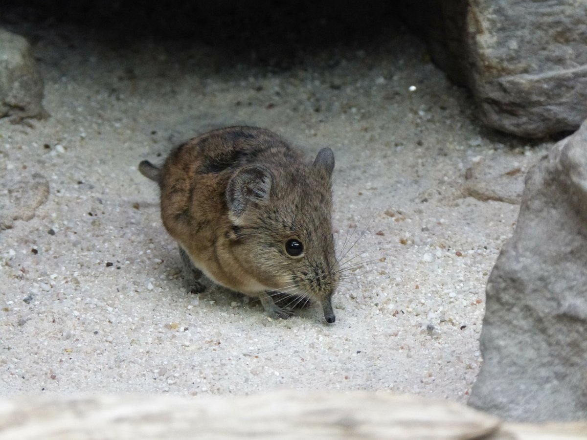 Песчанка и дегу