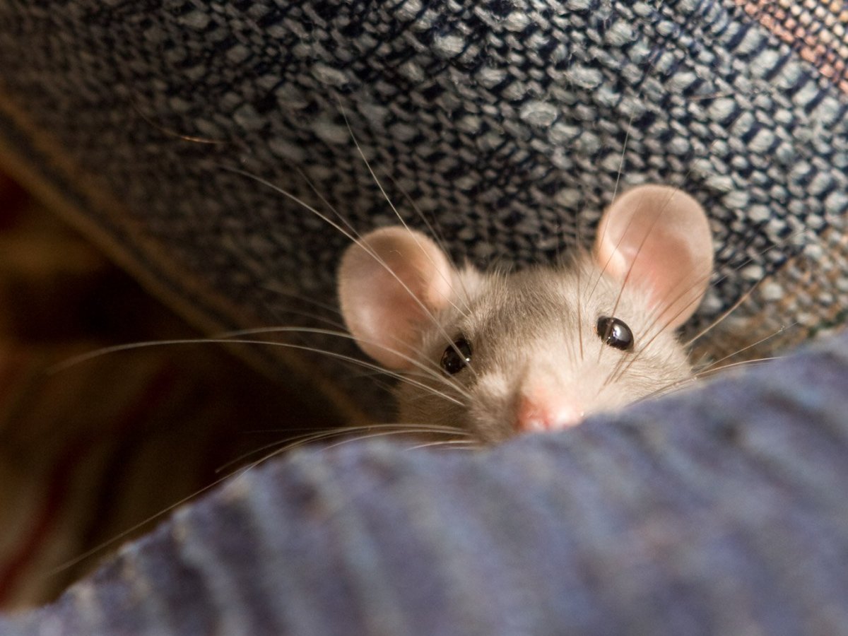 Декоративные крысы