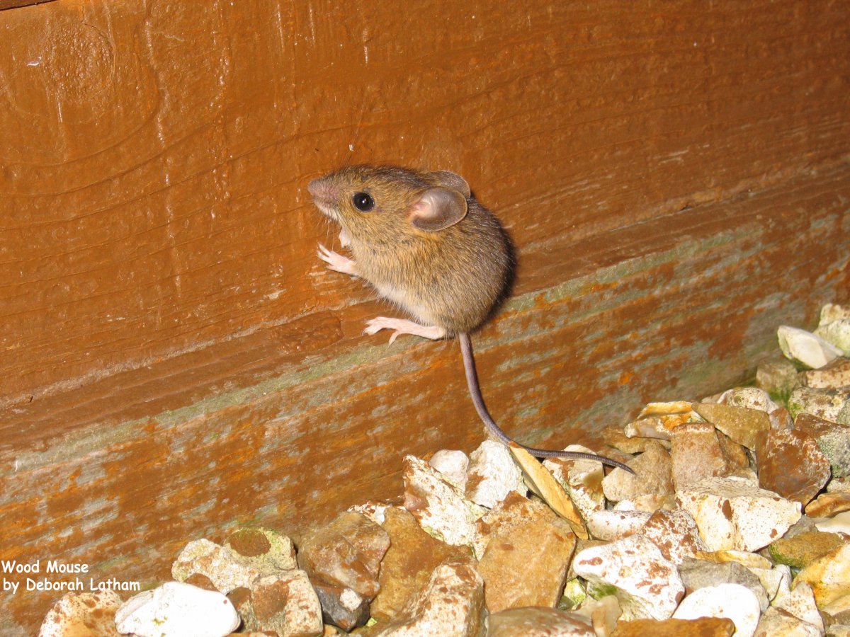 Мышонок Размеры