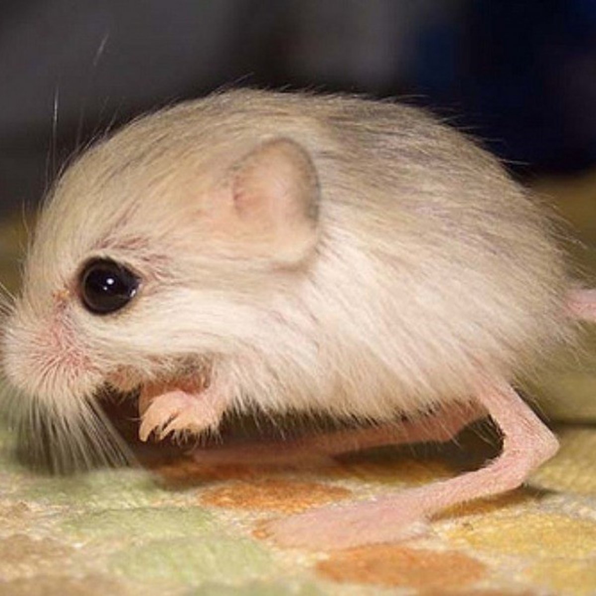 Трехпалый полутушканчик