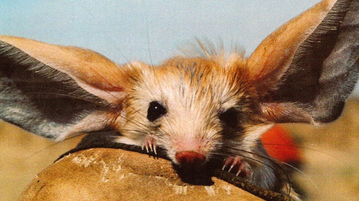 Дамбо Сиамская крыса породы