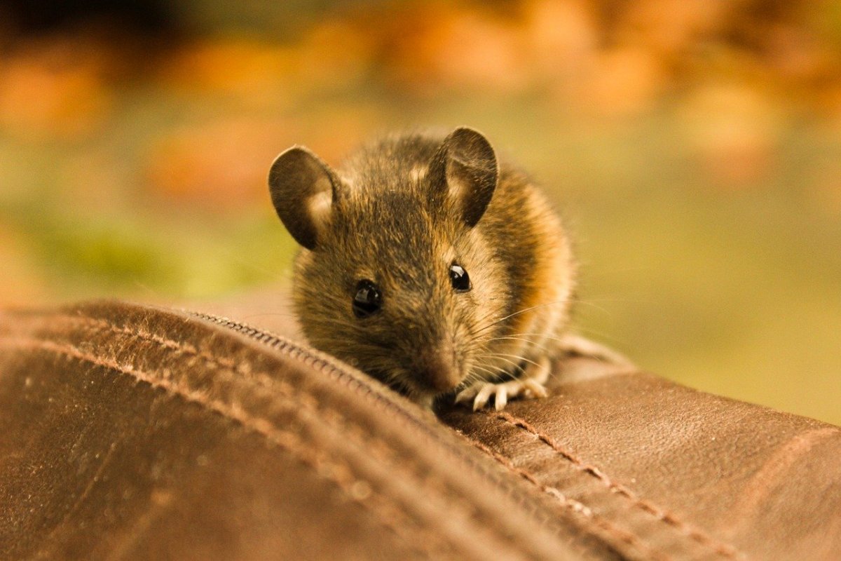 Милые мышки