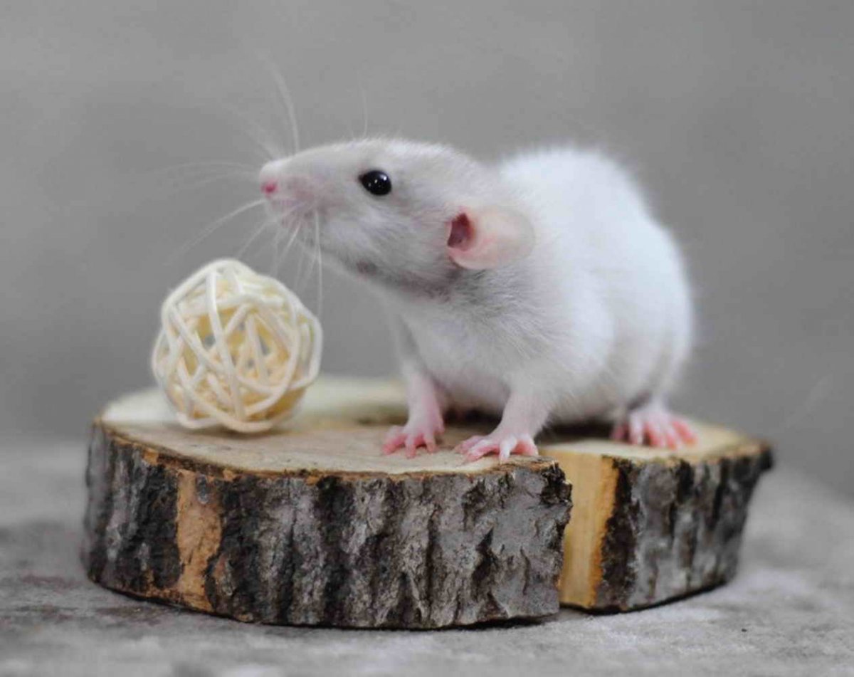 Крыса Дамбо персиковая