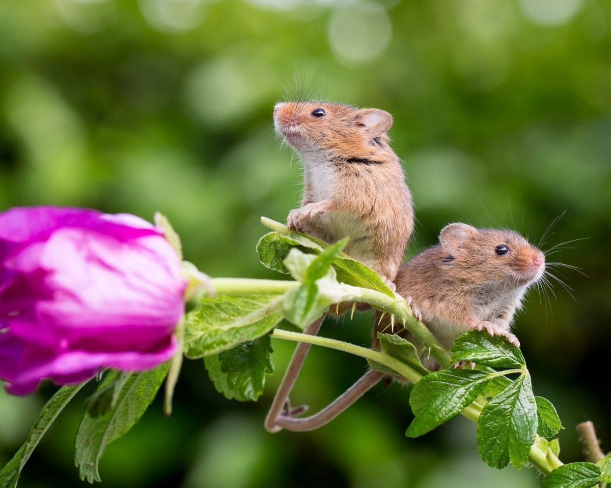 Мышонок фото красивые