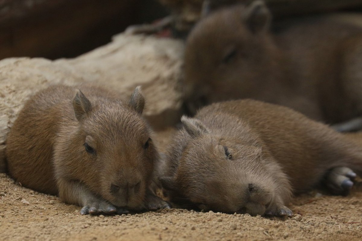 Большая морская Свинка капибара