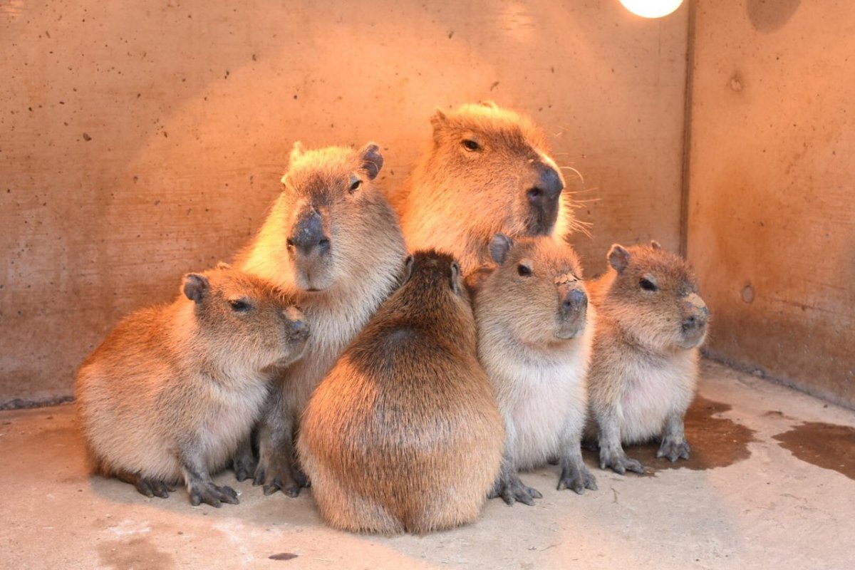Водосвинка капибара Амазонка