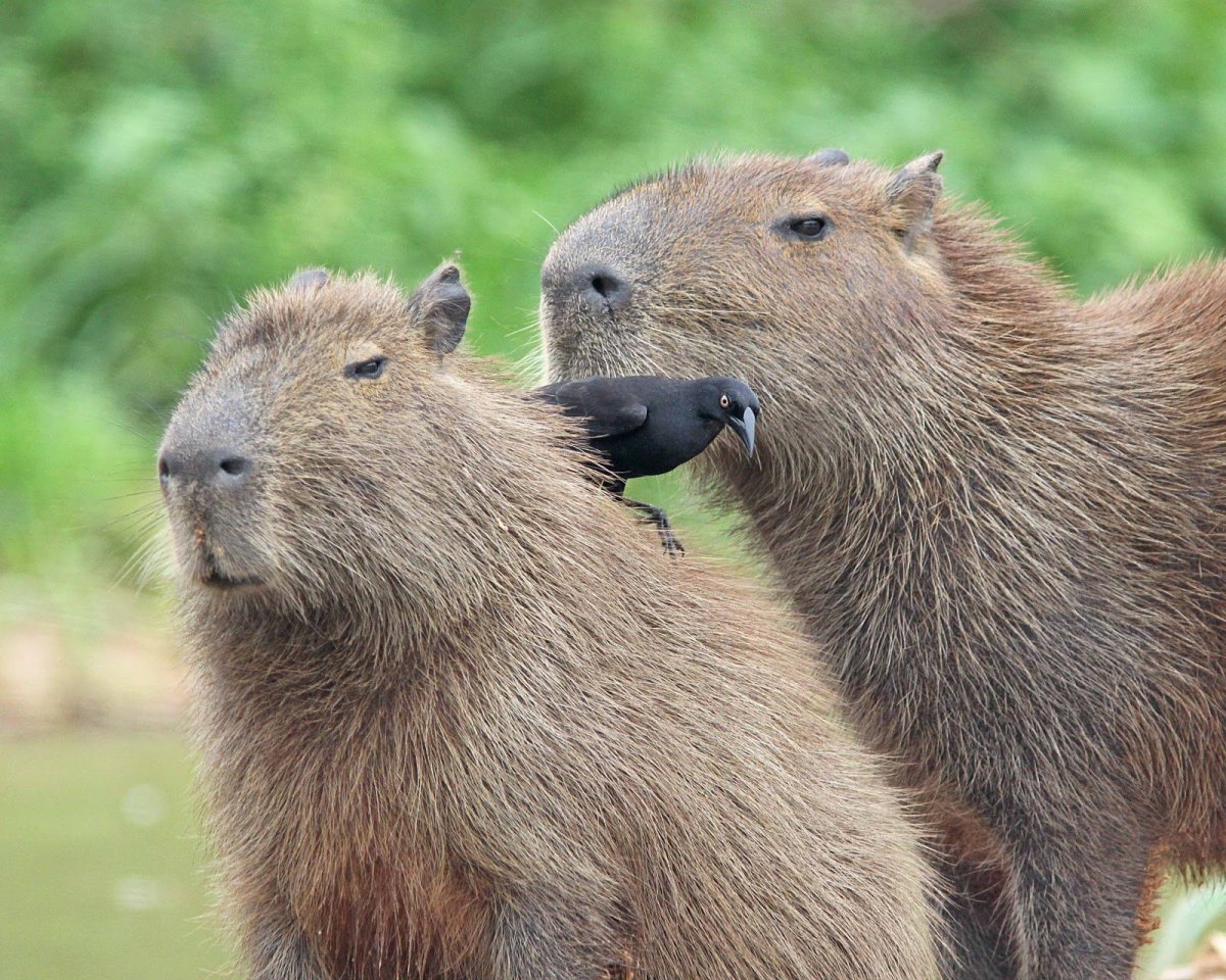 Капибара детеныш