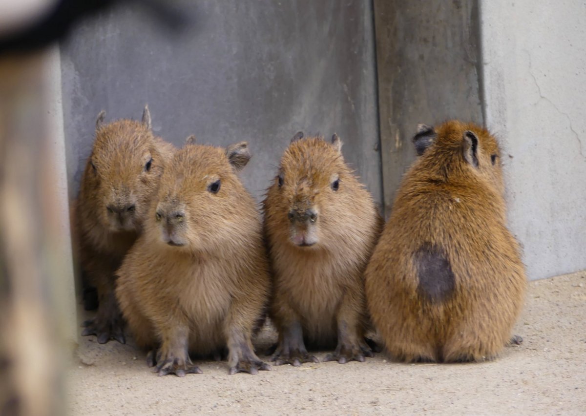 Капибара Алексин