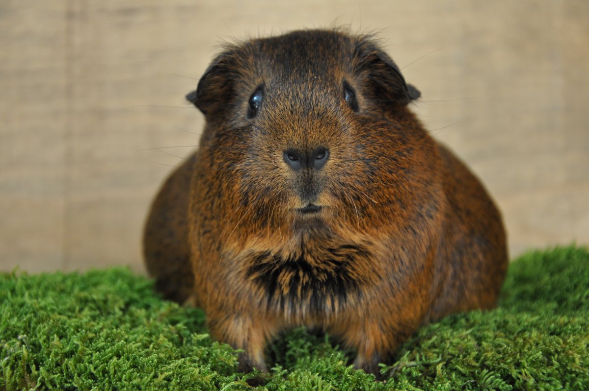 Капибара самый крупный грызун