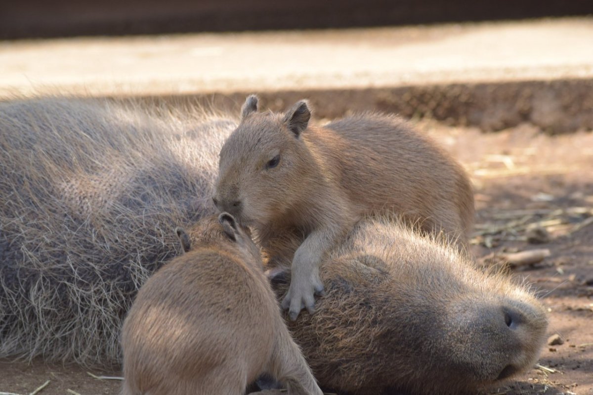 Капибара и выдра