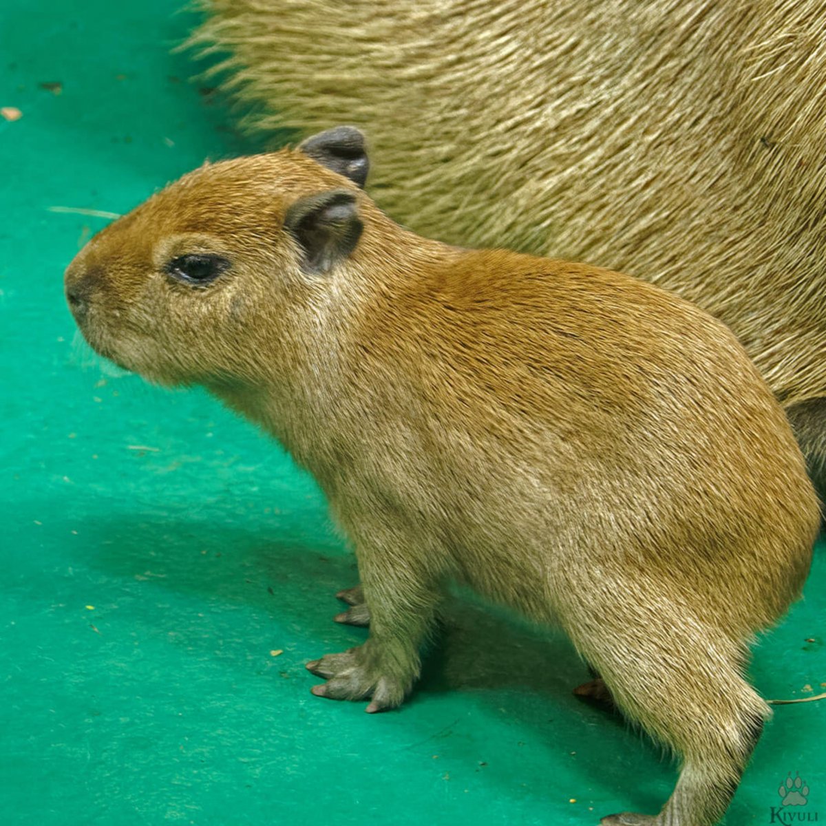 Большие морские свинки капибара