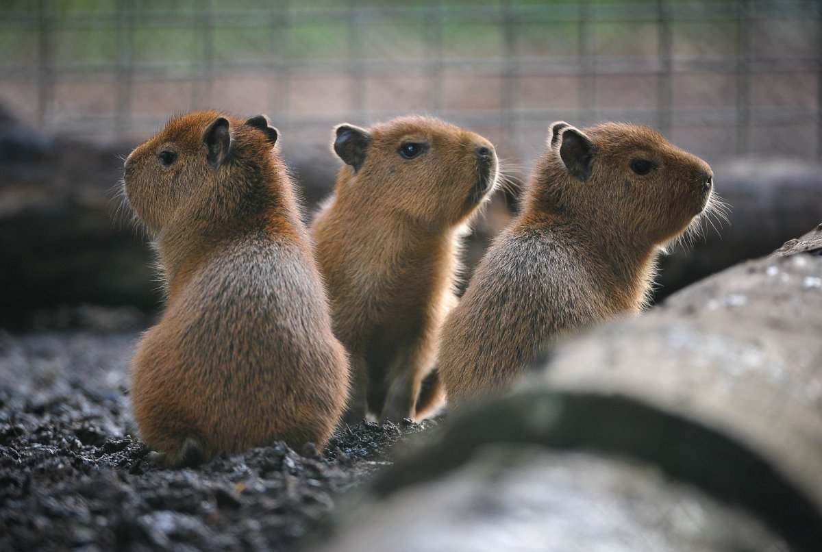 Капибара на английском