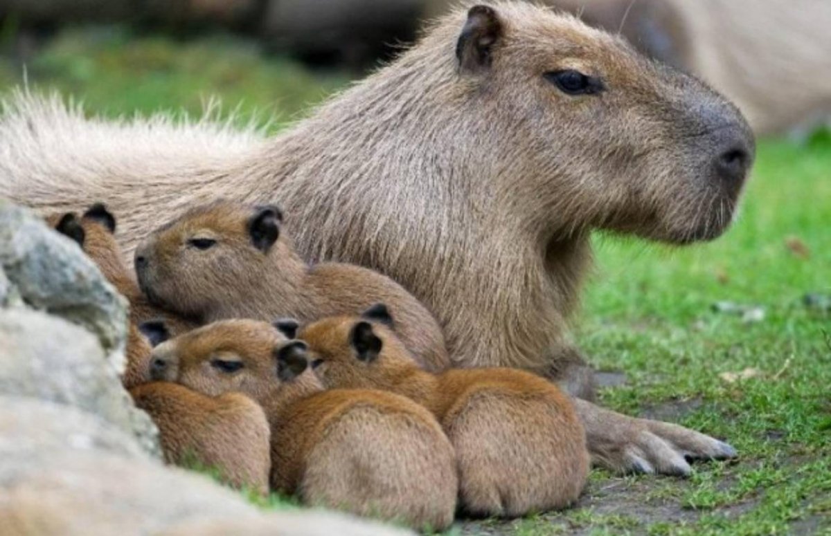 Капибара семейство