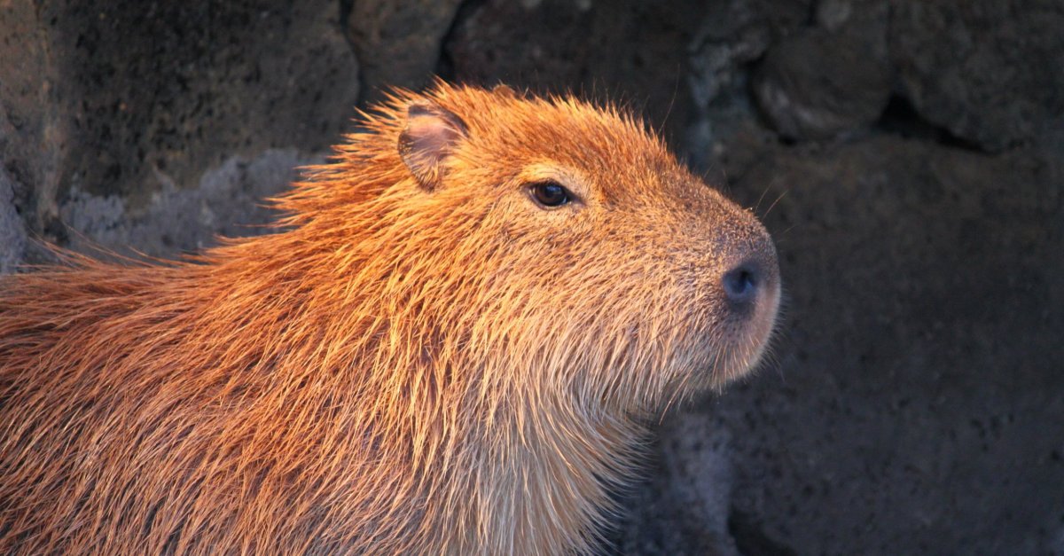 Хлебная капибара