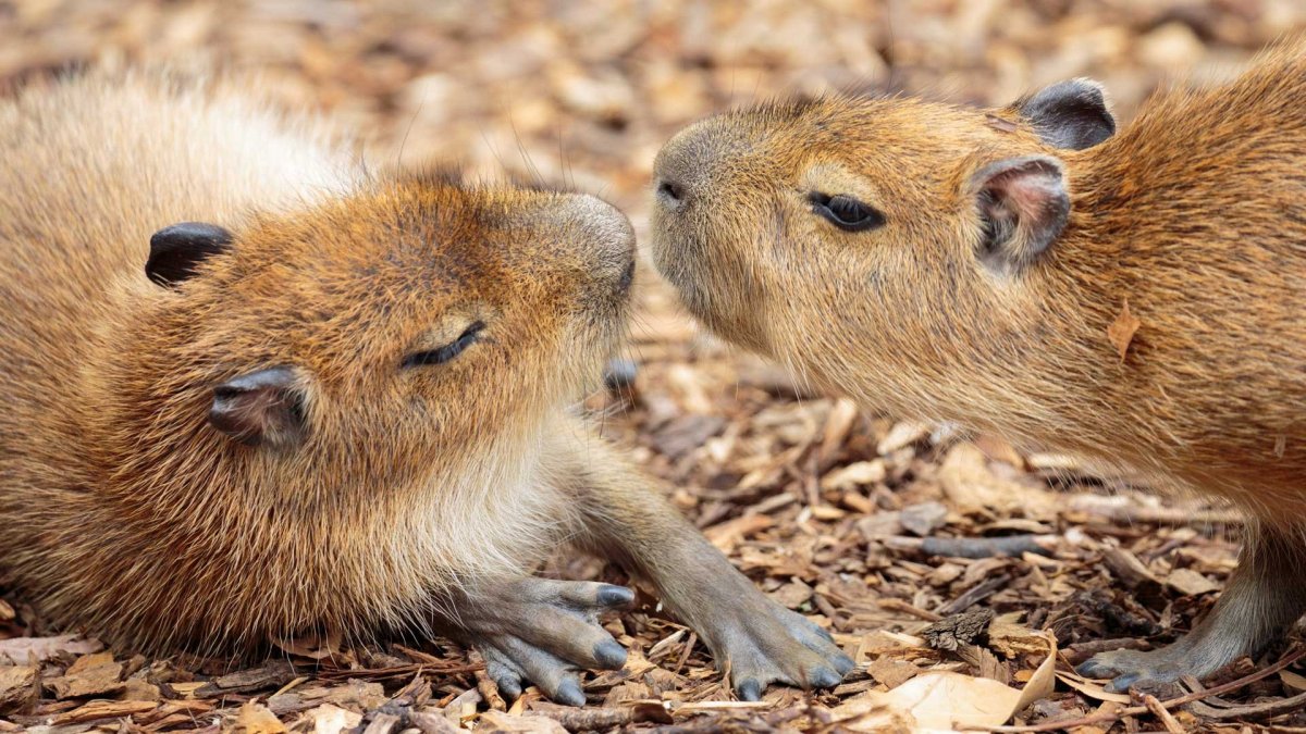 Лапки капибары