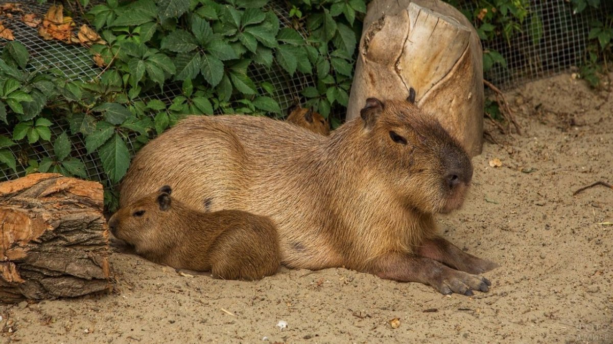 Капибары в Ростовском зоопарке