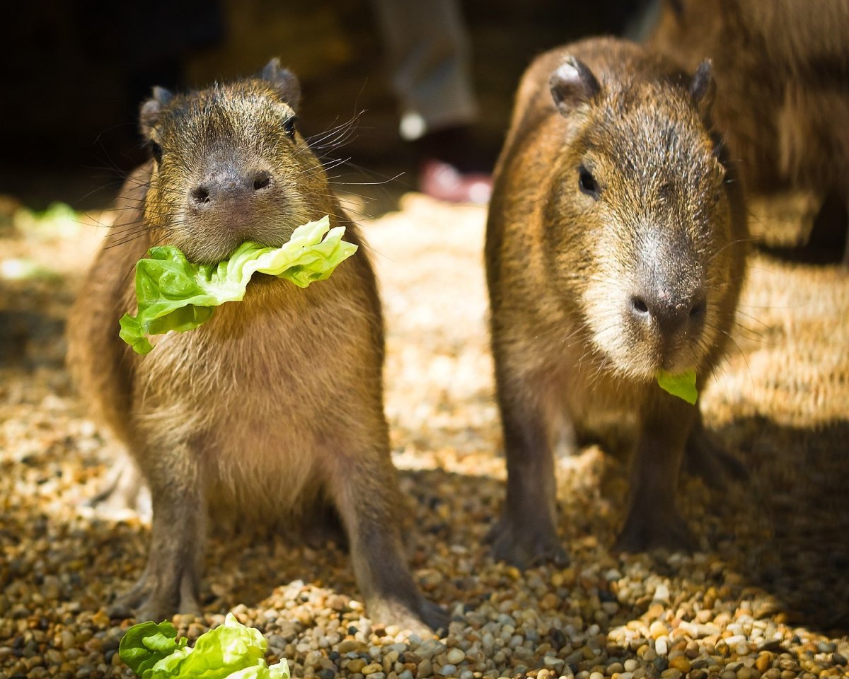 Бразильская капибара