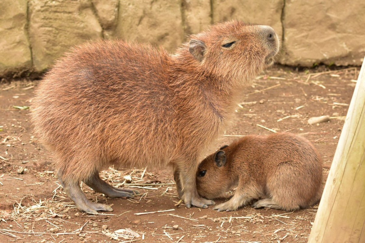 Капибара маленькая