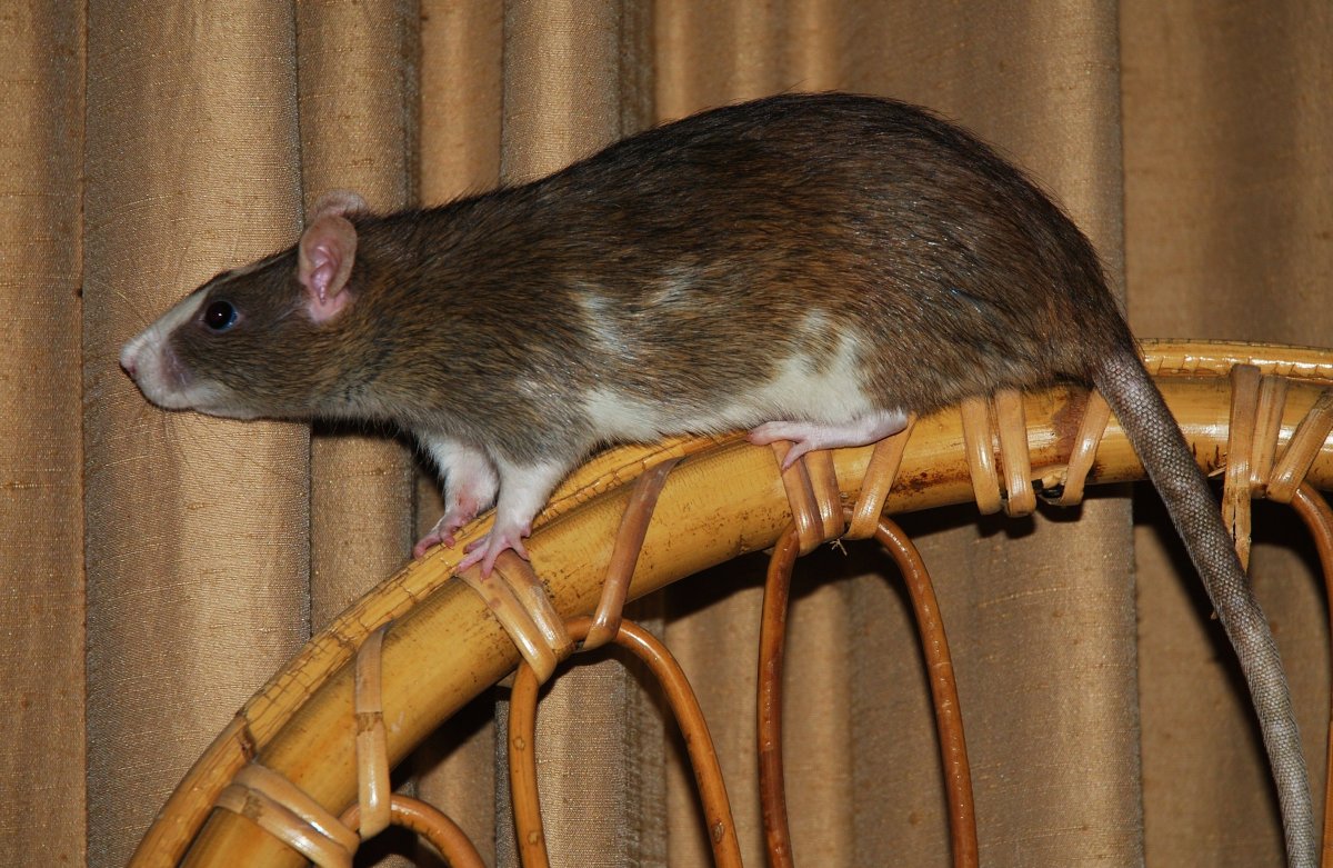 Голубая мышь