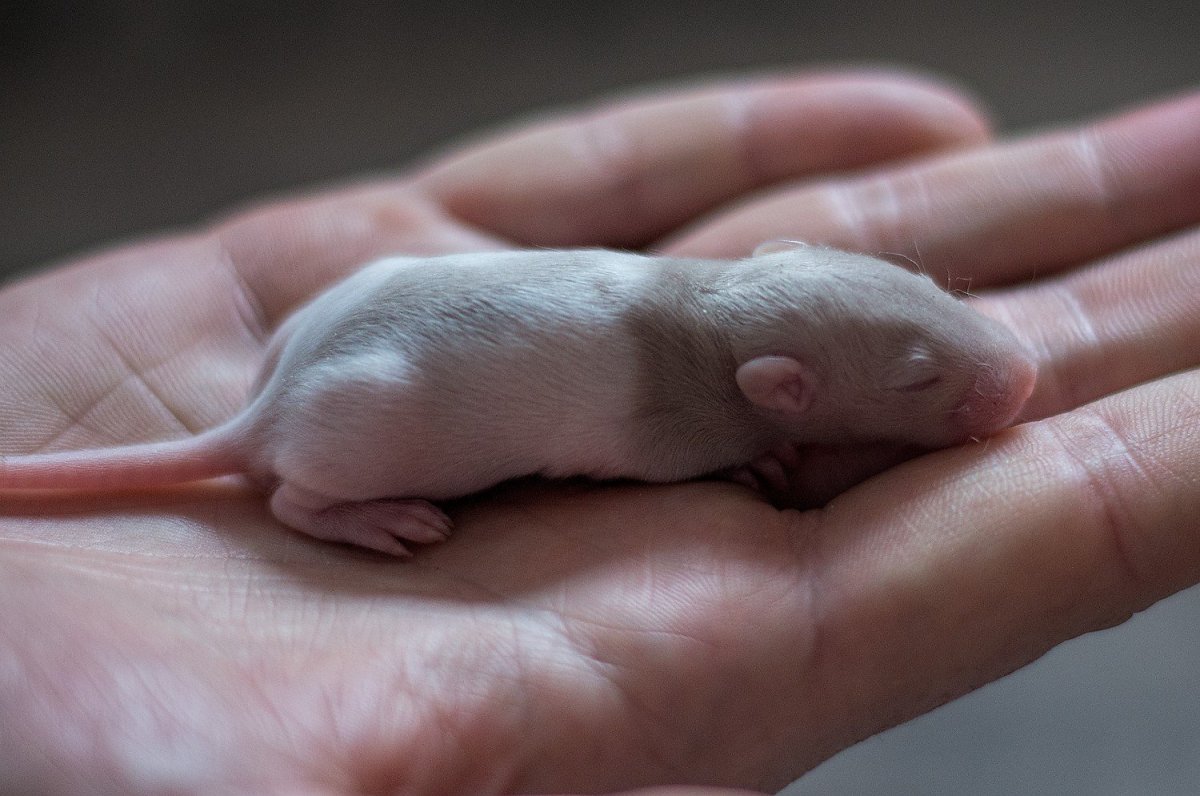 Капюшоновое Дамбо