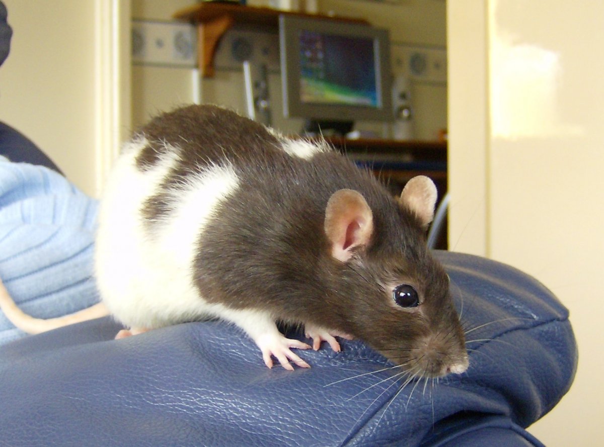 Серые крысы домашние