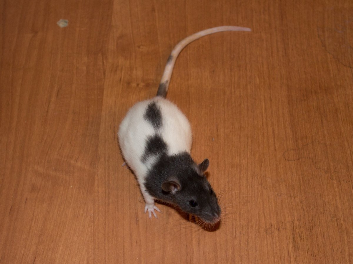 Декоративные крысы хвост