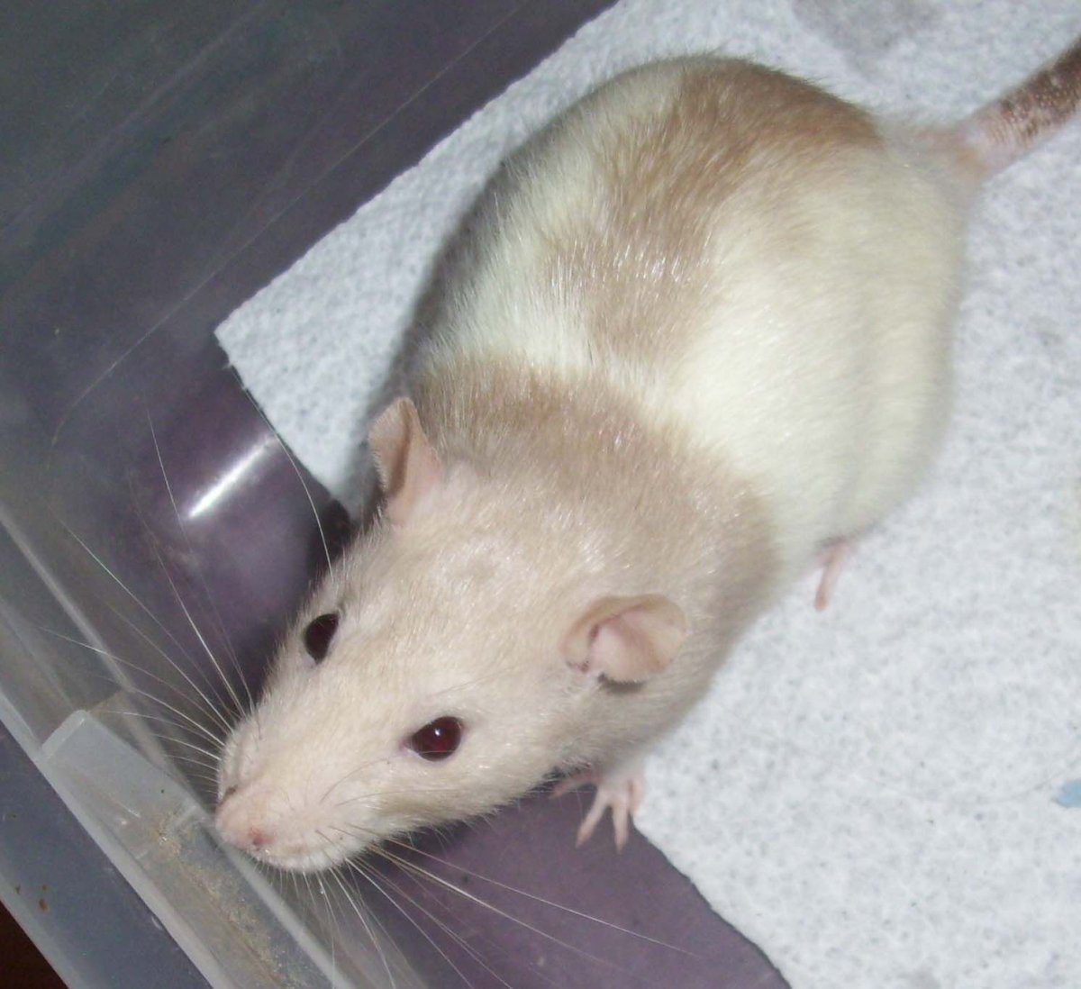 Крысы Дамбо окрас капюшон