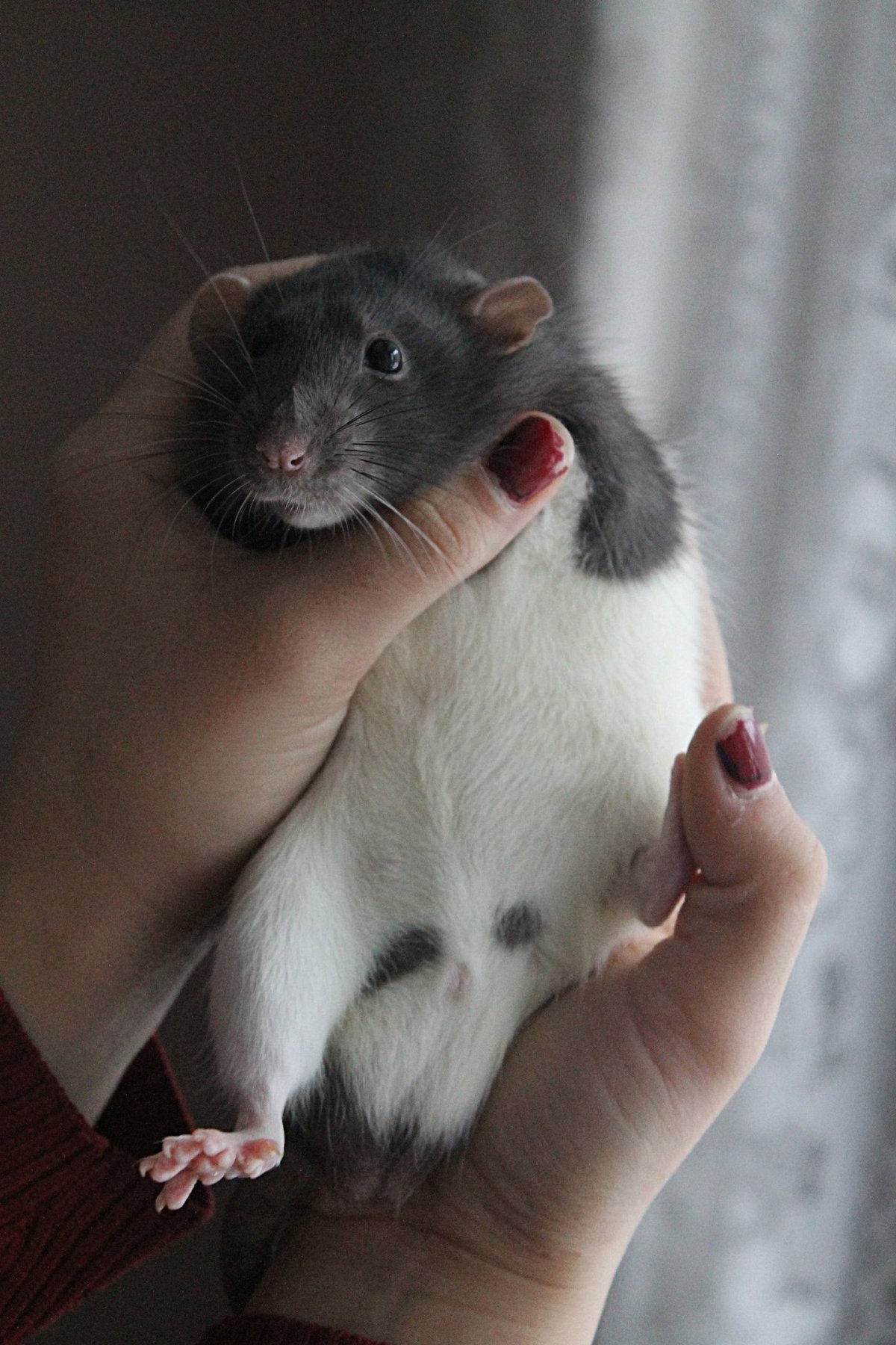 Милые крыски на аву