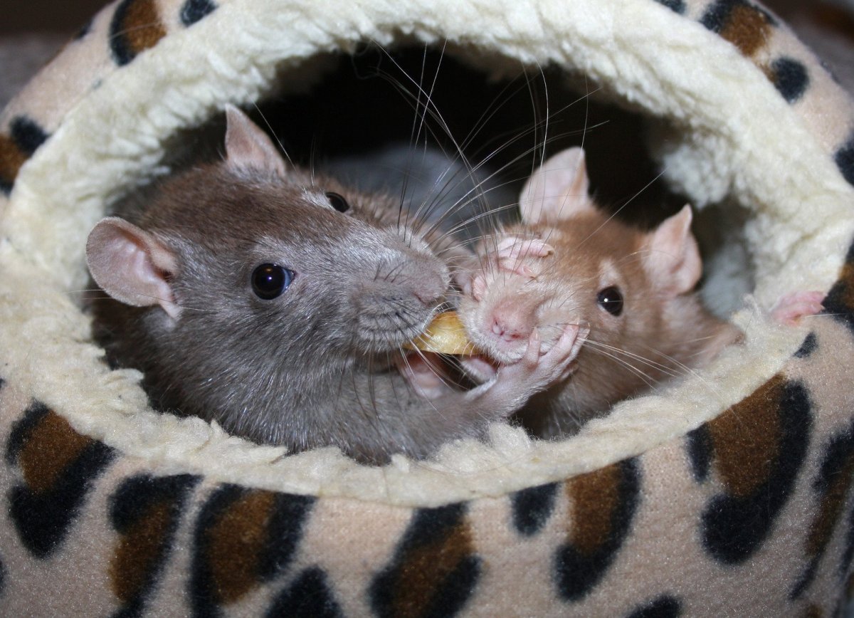 Голубая капюшоновая крыса