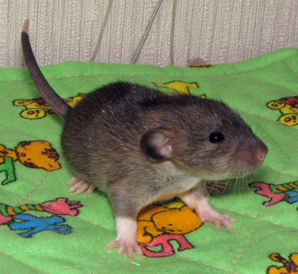 Крысята Дамбо капюшон