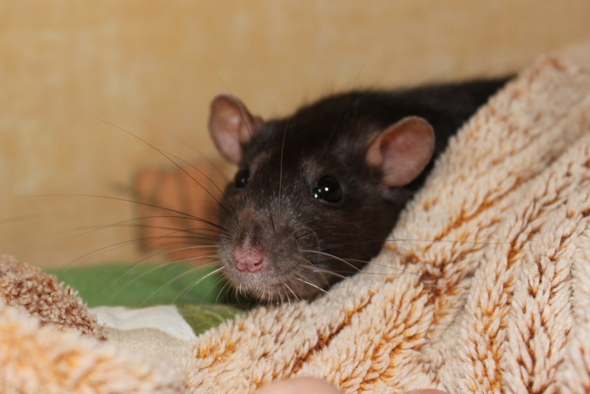 Крыса агути капюшон