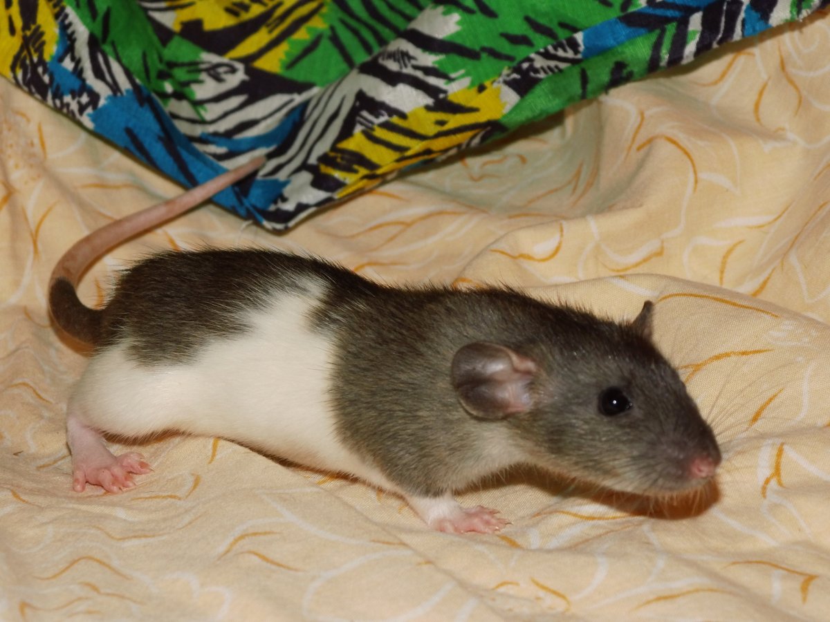 Пятнистая крыса