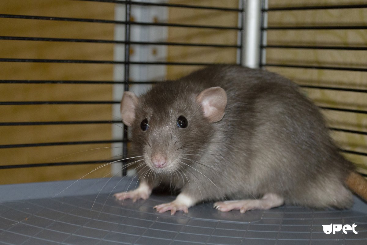 Крыса Дамбо