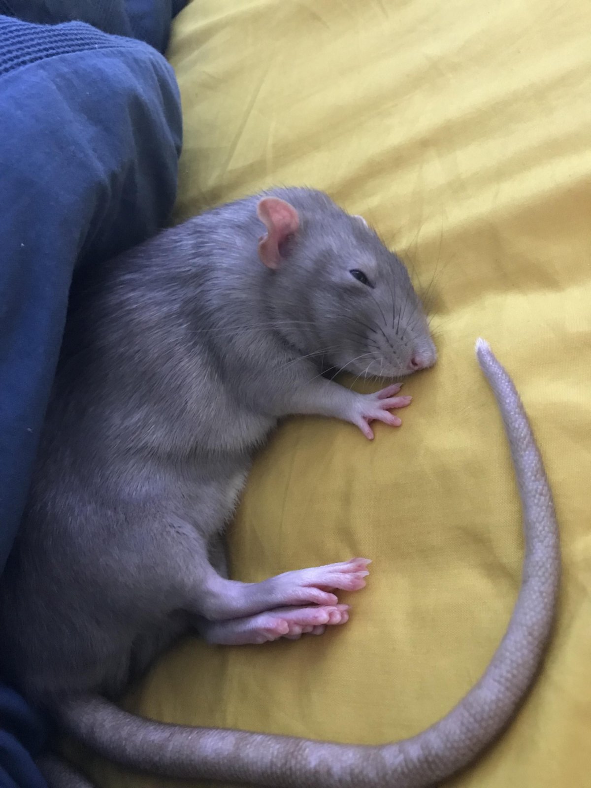 Крыса Дамбо агути