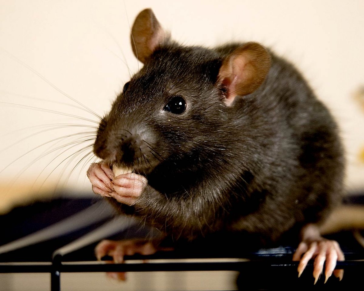 Крыса Пасюк