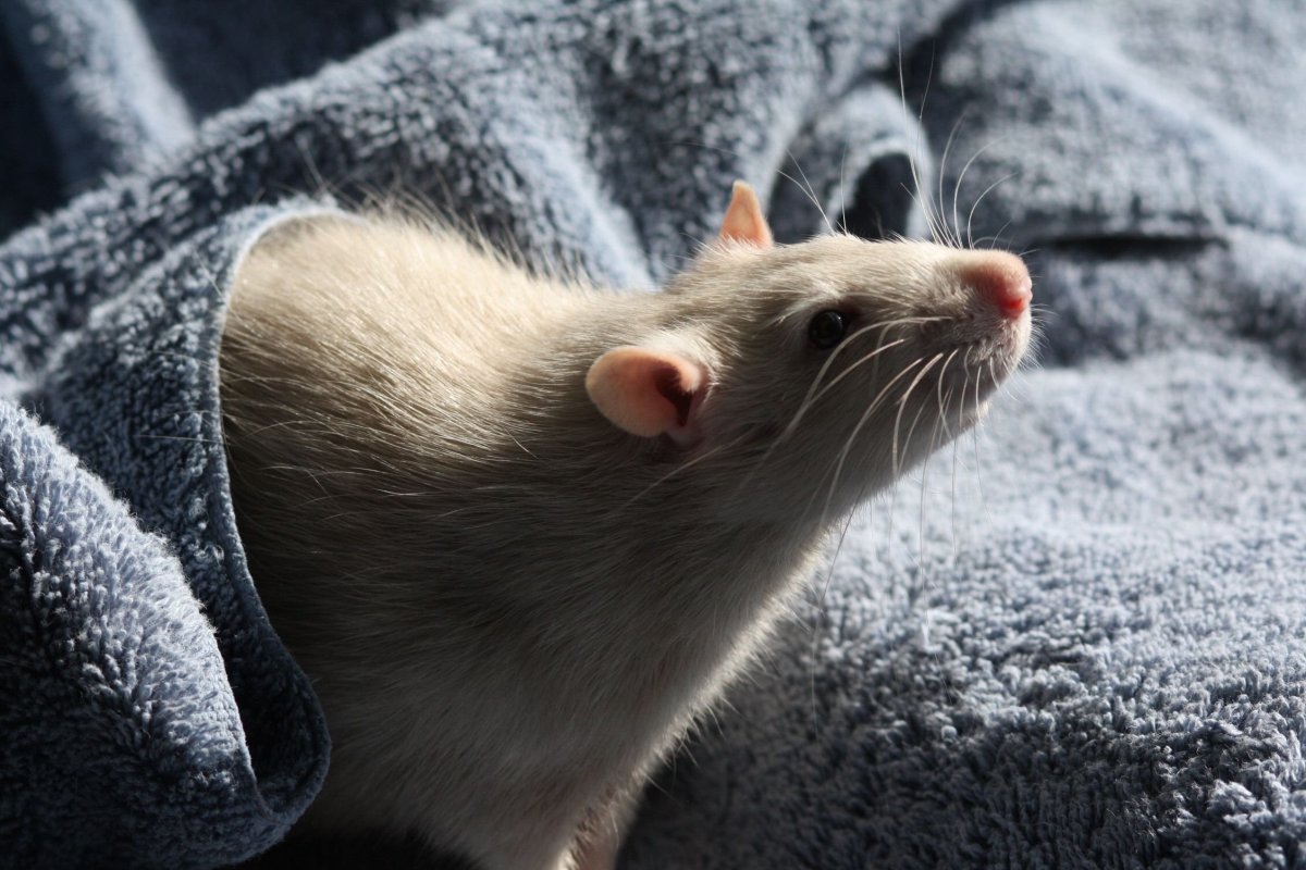Капюшоновая крыса Дамбо