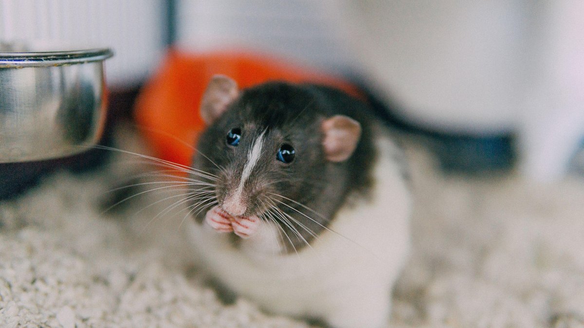 Ручная крыса