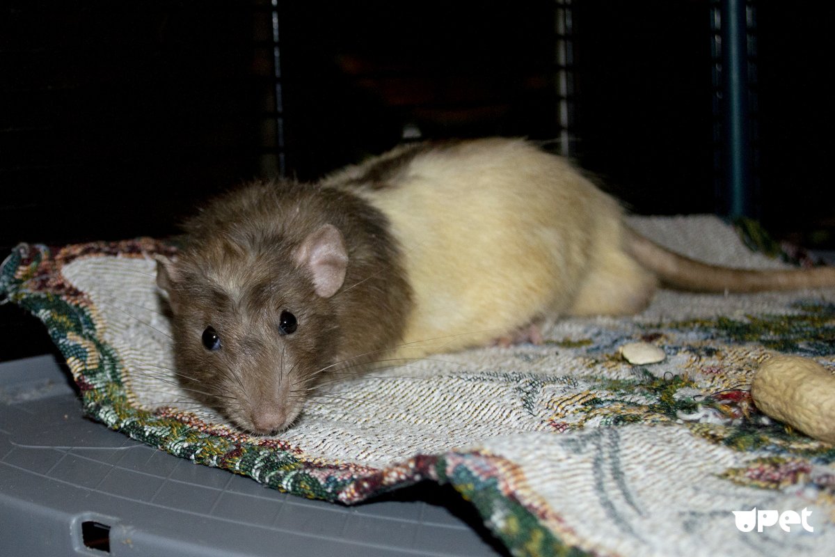 Крыса окраса капюшон с тонкой полоской