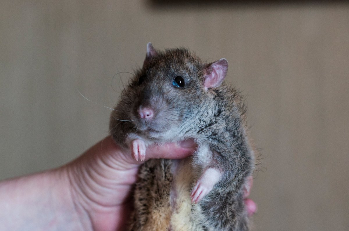 Маленькие крыски накрашенные