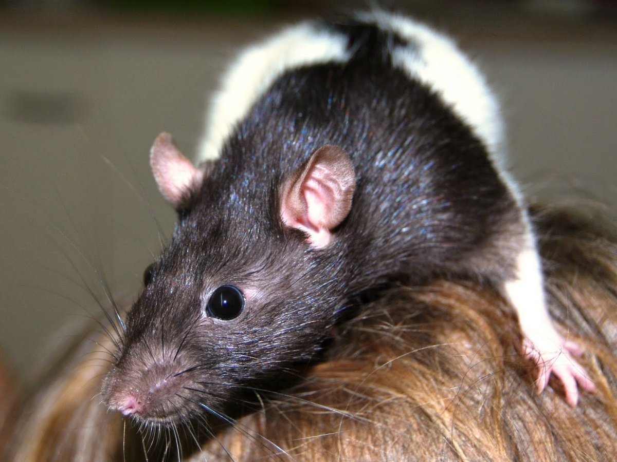 Умная крыса