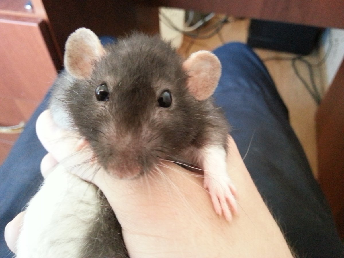 Крыса Дамбо агути с капюшоном