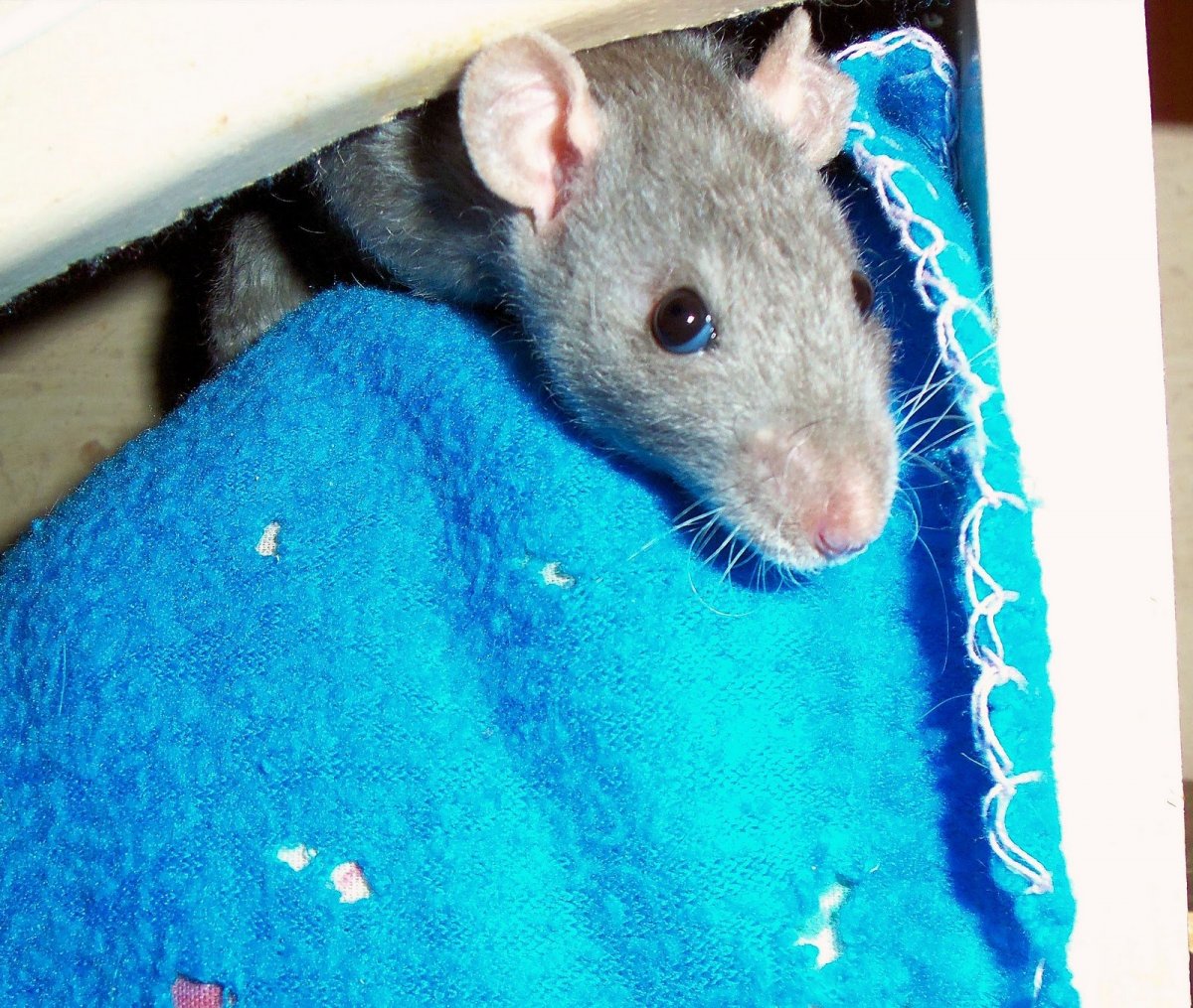 Крысы породы Вистар