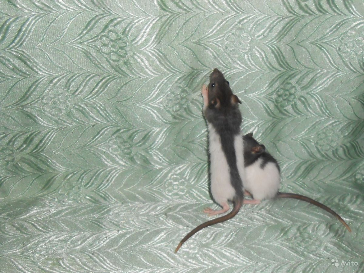 Сумчатая крыса