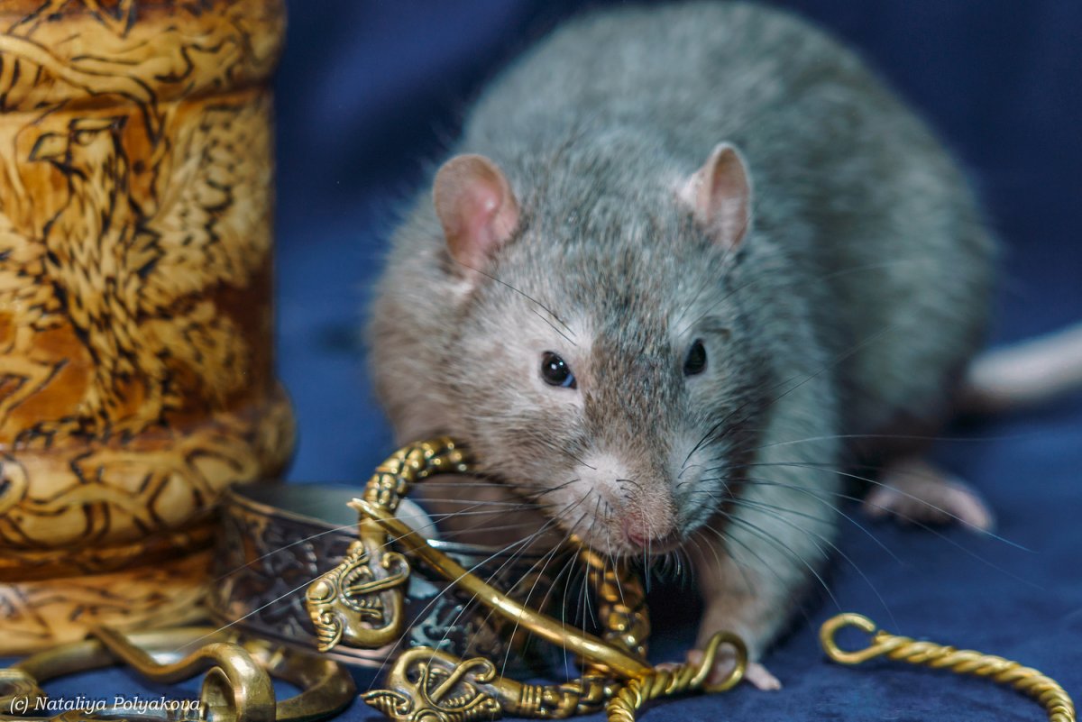 Сирийская крыса