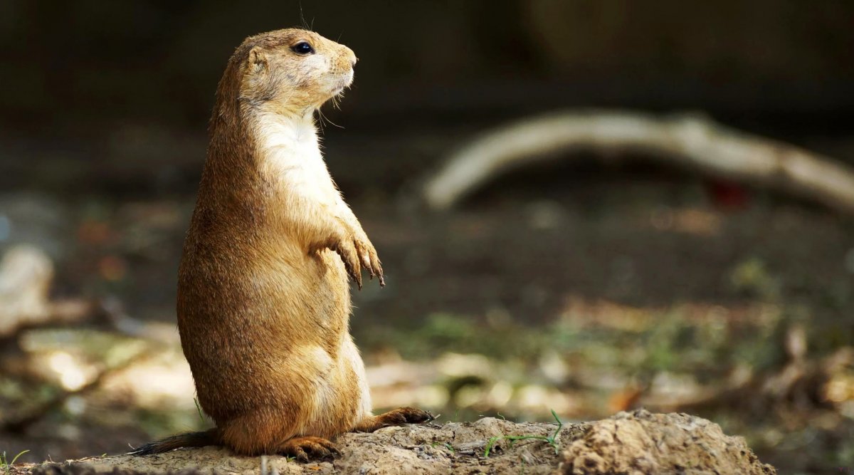 Сурок милый