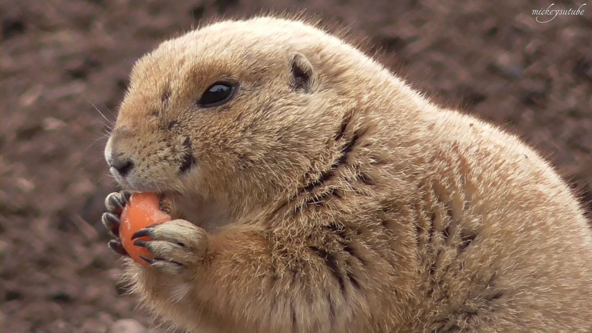 Степной суслик милые фото