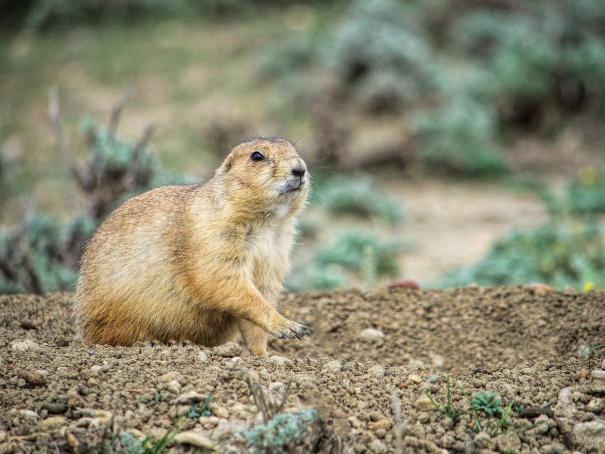 Белохвостая Луговая собачка