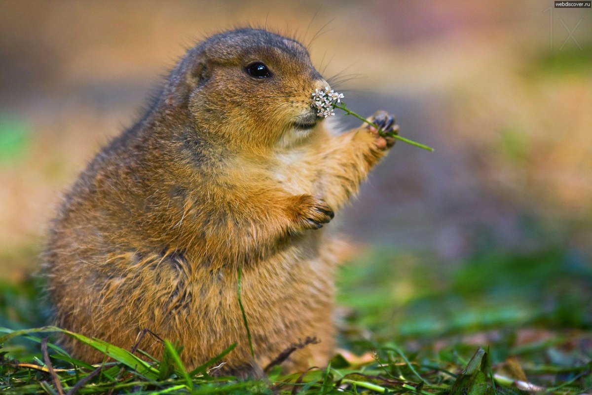 Чернохвостая Луговая собачка