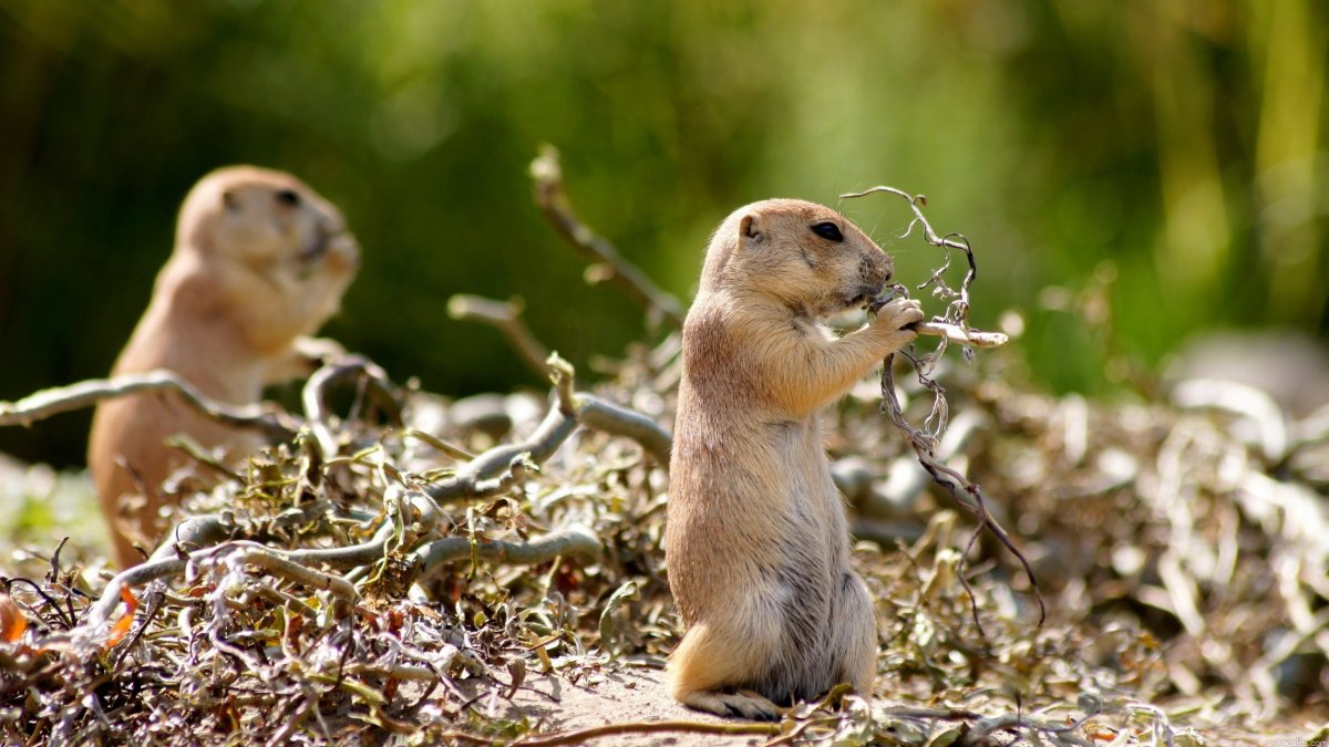 Луговые собачки и суслики